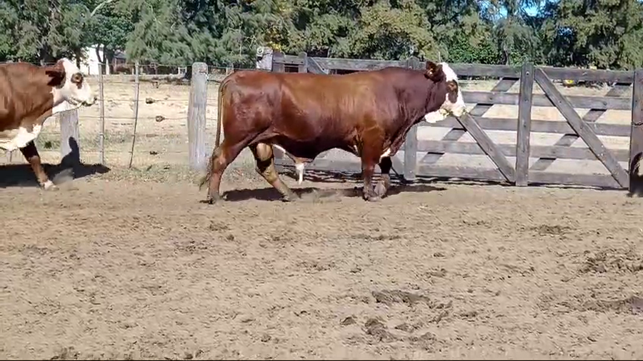 Lote 6 Toros de invernar