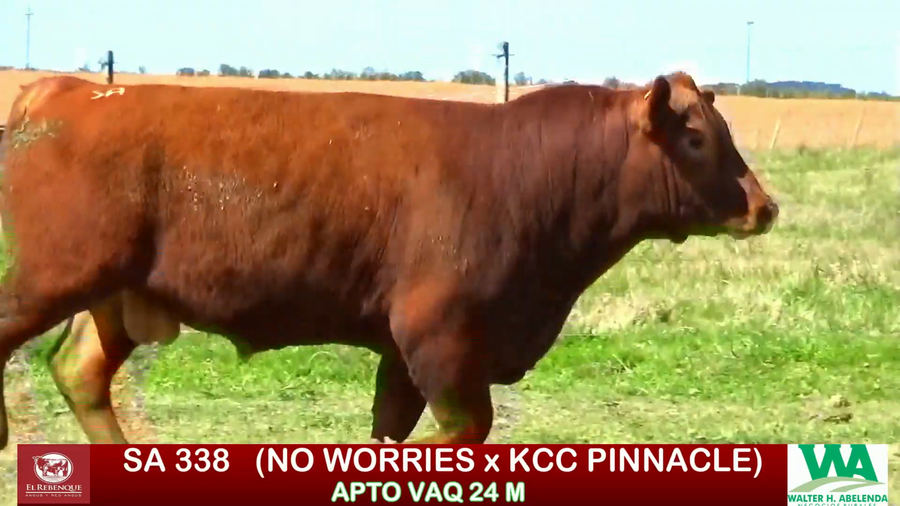Lote Toros a remate en ANGUS EL REBENQUE, Florida
