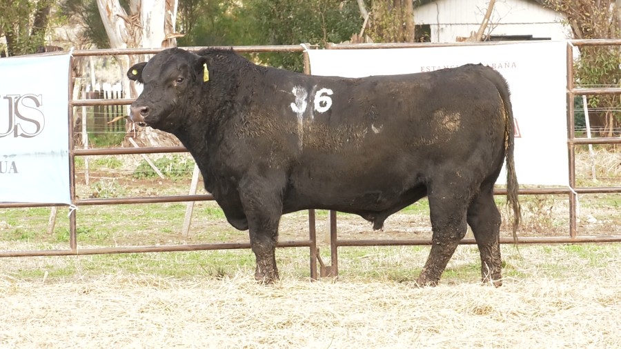 Lote TOROS ANGUS NEGROS  PC