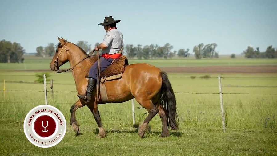 Lote DEL SILENCIO MOSQUETA