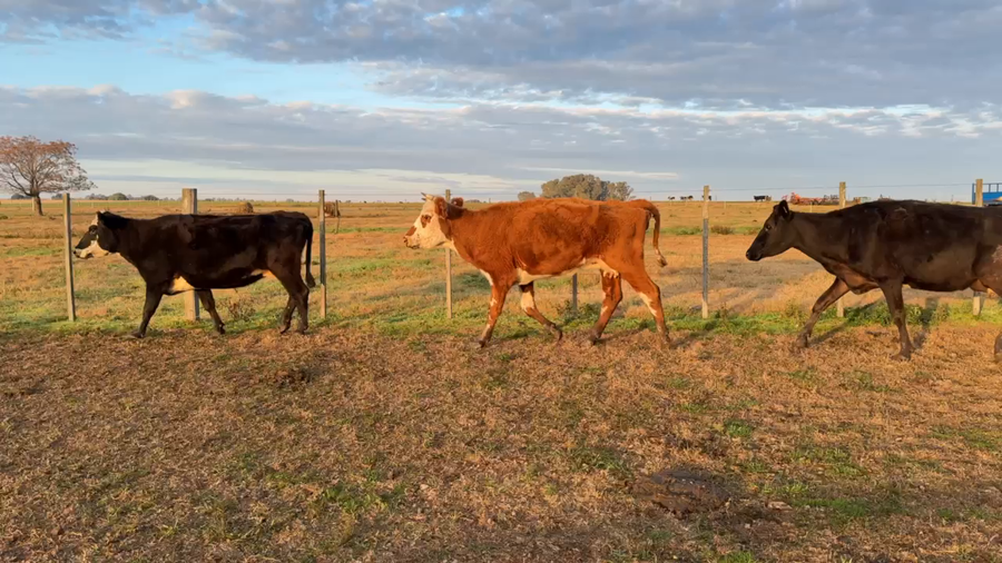 Lote VACA DE INVERNADA