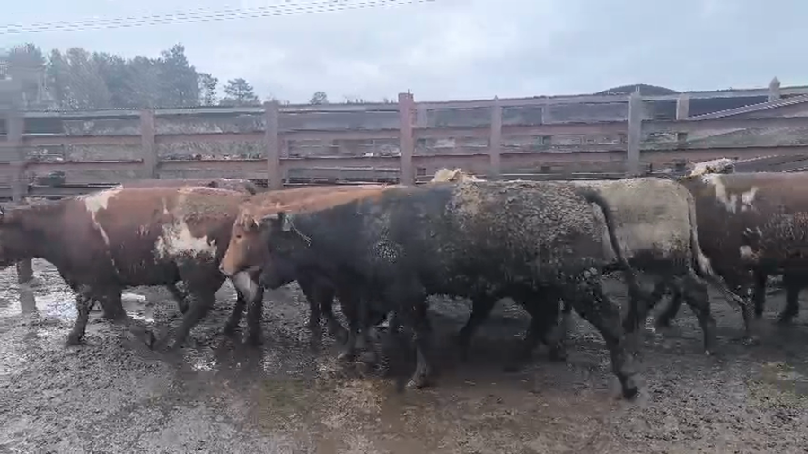 Lote 40 Vaquilla Gorda en Los Ángeles, VIII Región Biobío