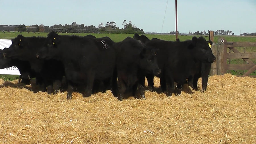 Lote VAQUILLONAS PREÑADAS NEGRAS