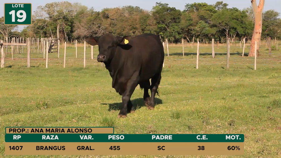 Lote TOROS LOTE 19