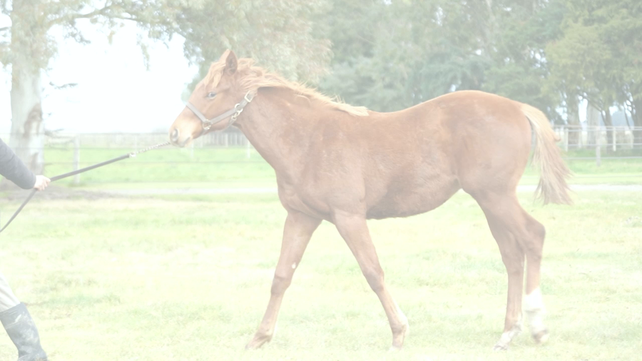Lote KHALI RUSH (COSMIC TRIGGER -  KHALESI QUEEN)
