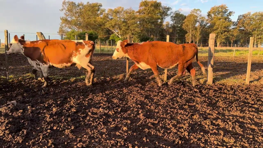 Lote VACAS PREÑADAS