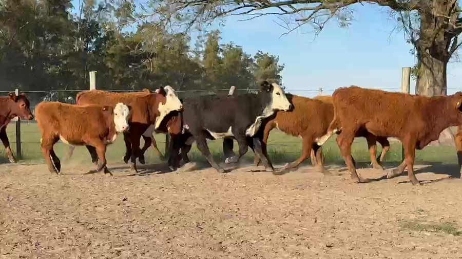 Lote 115 Terneros/as en Corrientes, Paso de Los Libres