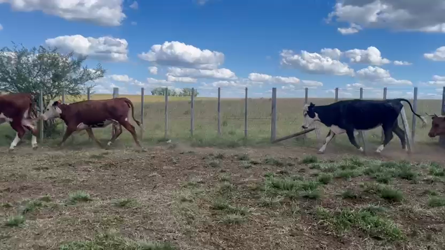 Lote VACAS DE INVERNADA