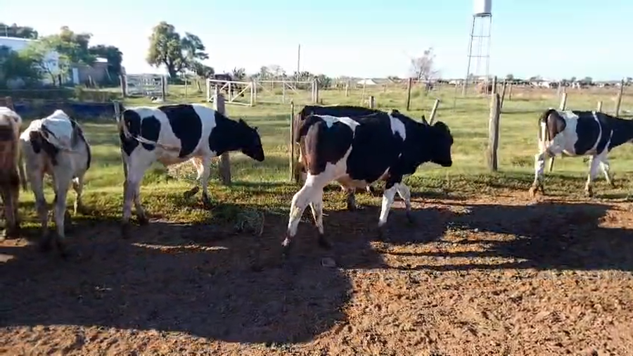 Lote 19 Terneros Holando Argentino en Sunchales, Santa Fe