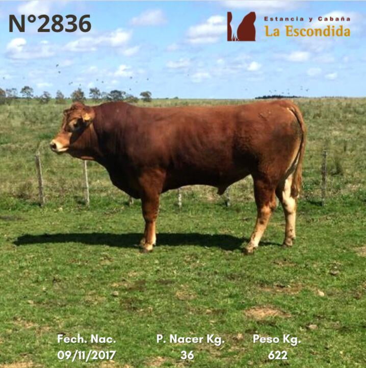 Lote Venta particular de Toros Limousin