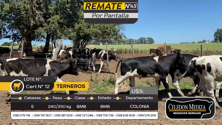Lote 6 Terneros en Artilleros, Colonia