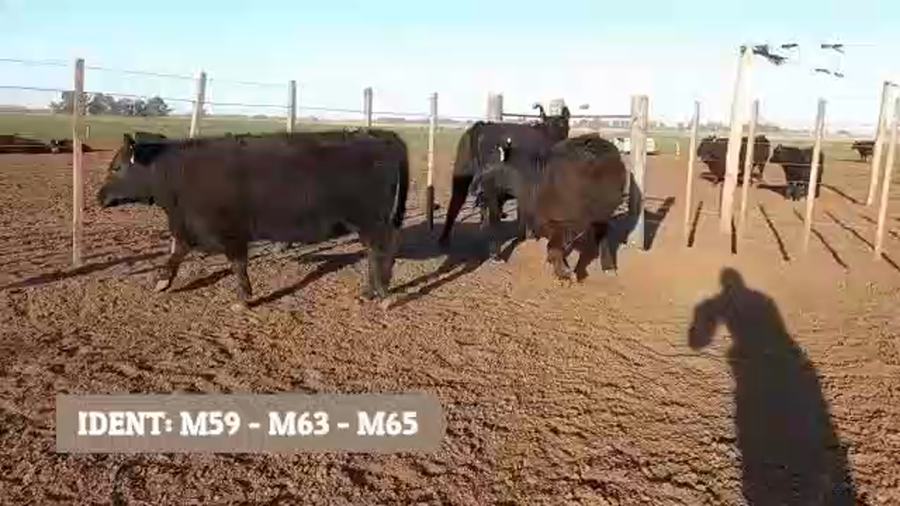 Lote "CABAÑA ANGUS SANCHEZ LAMAS" 3 VAQUILLONAS MAS PARA SERVICIO