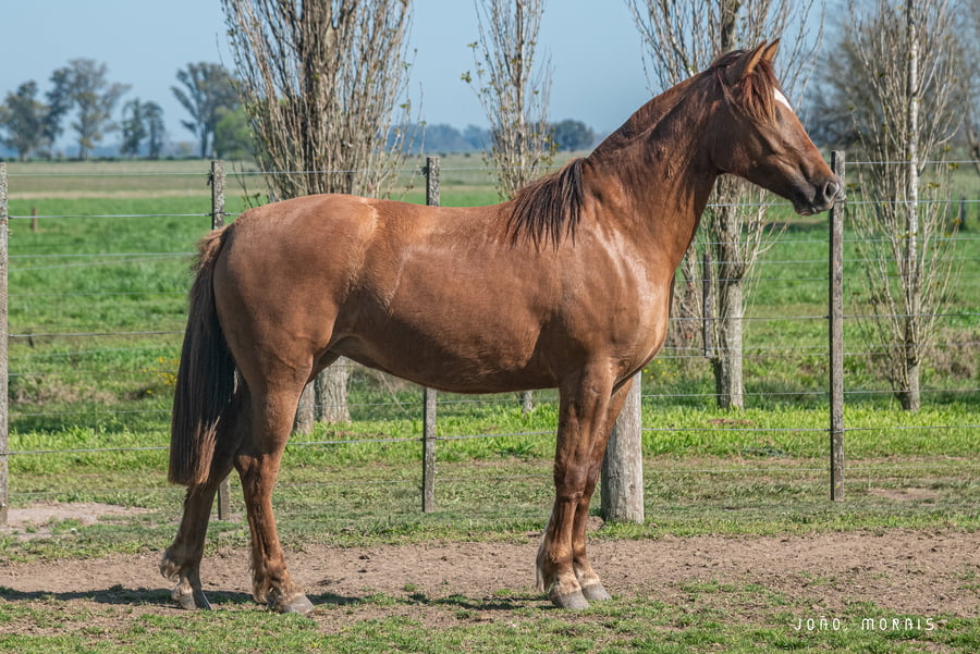Lote Afianzado Presilla