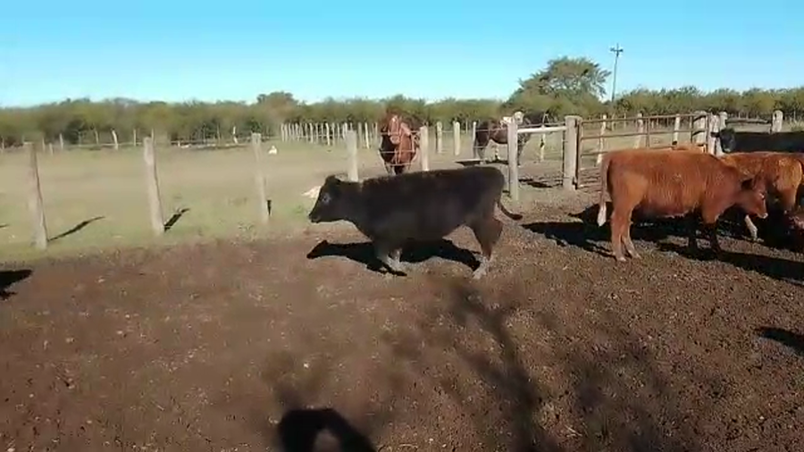 Lote 100 Terneros/as en Sauce, Corrientes