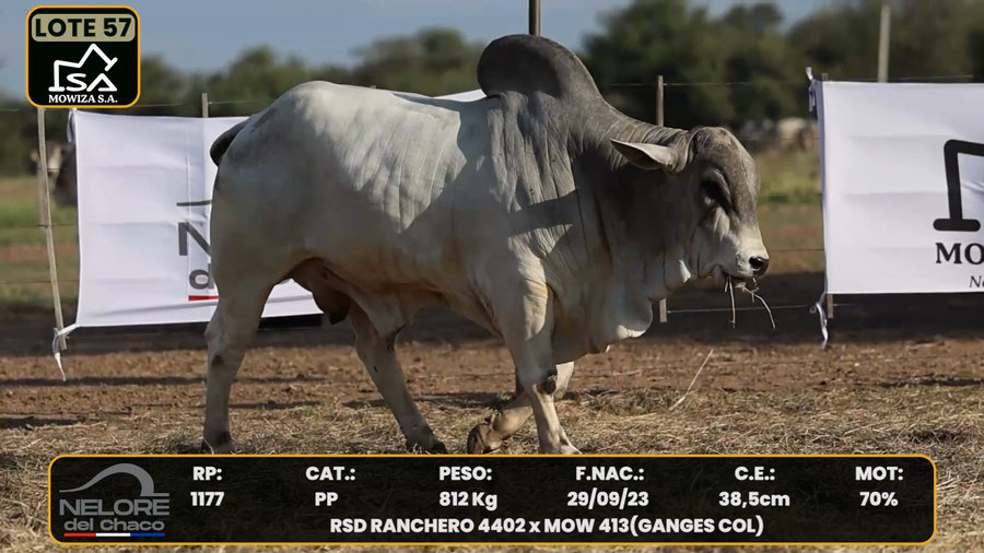 Lote LOTE 57