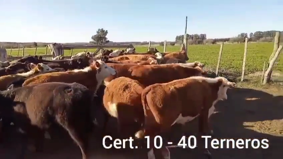 Lote TERNEROS
