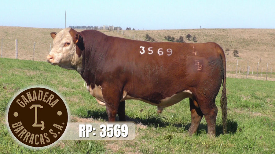 Lote (Vendido)Toros a remate en Ganadera Barracas S.A en Caraguata