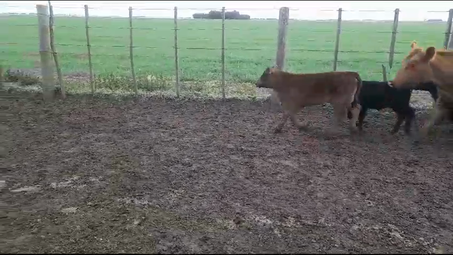 Lote 180 Vacas nuevas C/ cria en Gral. Lamadrid, Buenos Aires