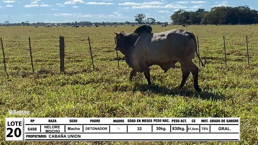 Lote Lote 20