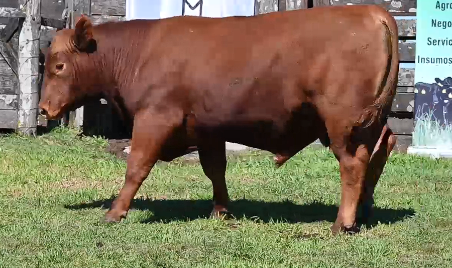 Lote TOROS PI 2 AÑOS RP 908 7123 898