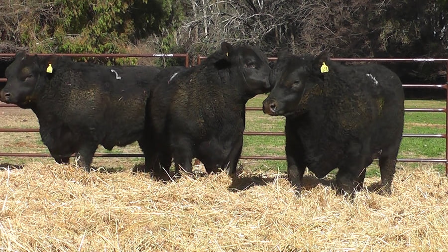 Lote TOROS PUROS DE PEDIGREE