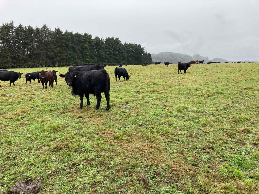 Lote 120 Ternero en Puerto Varas, X Región Los Lagos