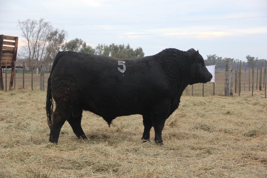 Lote TOROS PUROS DE PEDIGREE