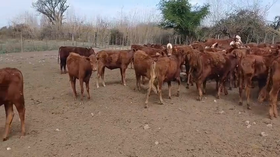 Lote 50 Terneros/as