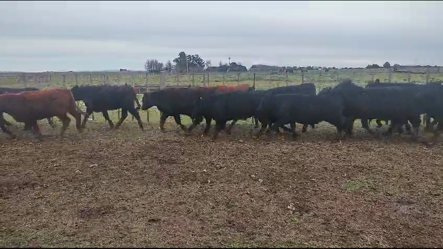 Lote 170 Novillitos en Coronel Suarez, Buenos Aires