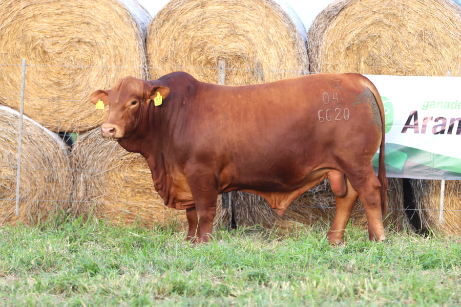 Lote LOTE 79