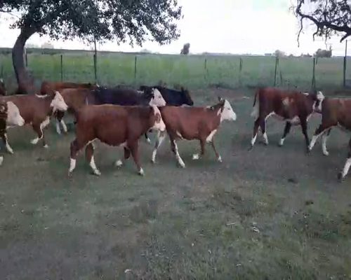 Lote 36 Terneros/as en 9 de Julio, Buenos Aires