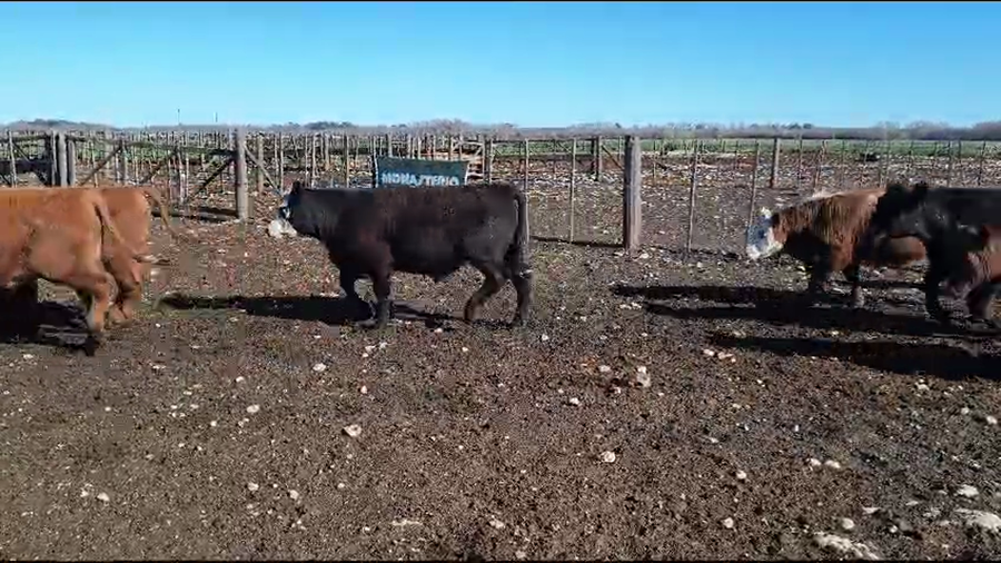Lote 24 Terneros en Coronel Suarez