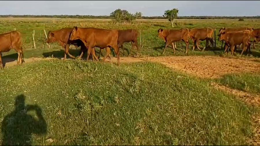 Lote 120 Terneras en Santo Tomé, Corrientes
