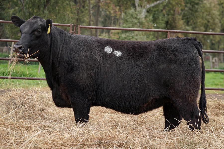 Lote VAQUILLONAS PP C/GARANTÍA DE PREÑÉZ