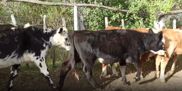 Lote 17 Terneras en Soriano