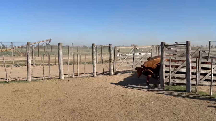 Lote 90 Vaquillonas preñadas