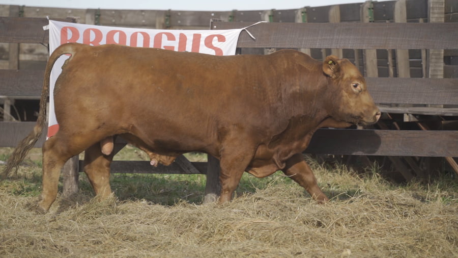 Lote TORO BRANGUS