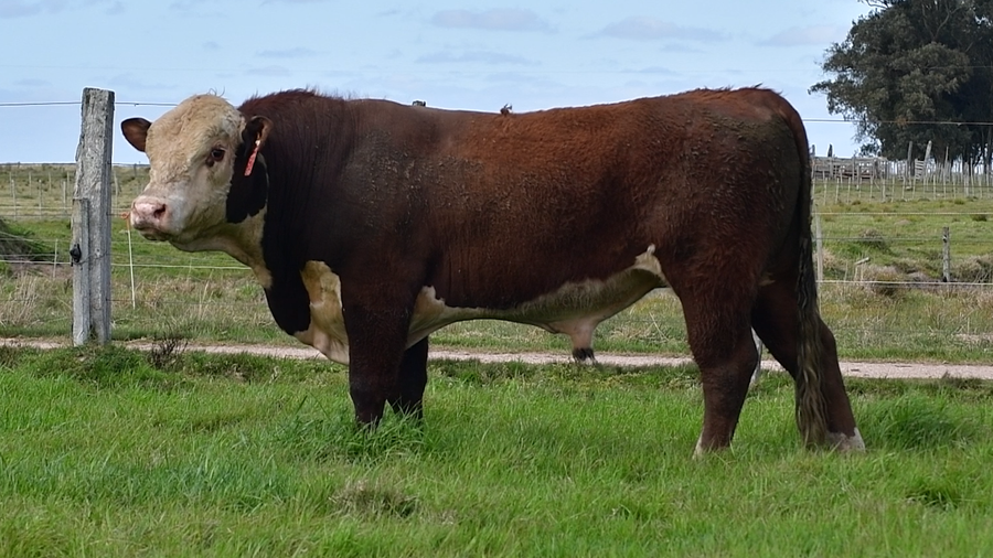 Lote Toros Hereford
