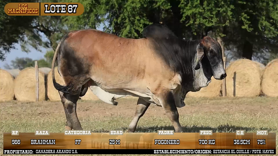 Lote LOTE 87 - VIVO