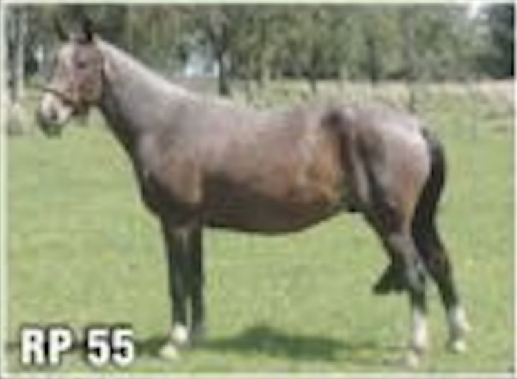 Lote CABALLO PEDIGREE - RP 55