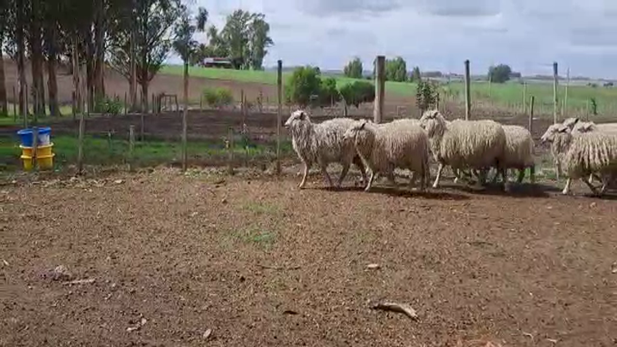 Lote (Vendido)30 Corderos a remate en #6 Remate Entre Martillos, San José