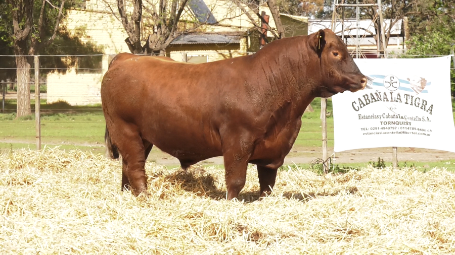 Lote TOROS PUROS CONTROLADOS