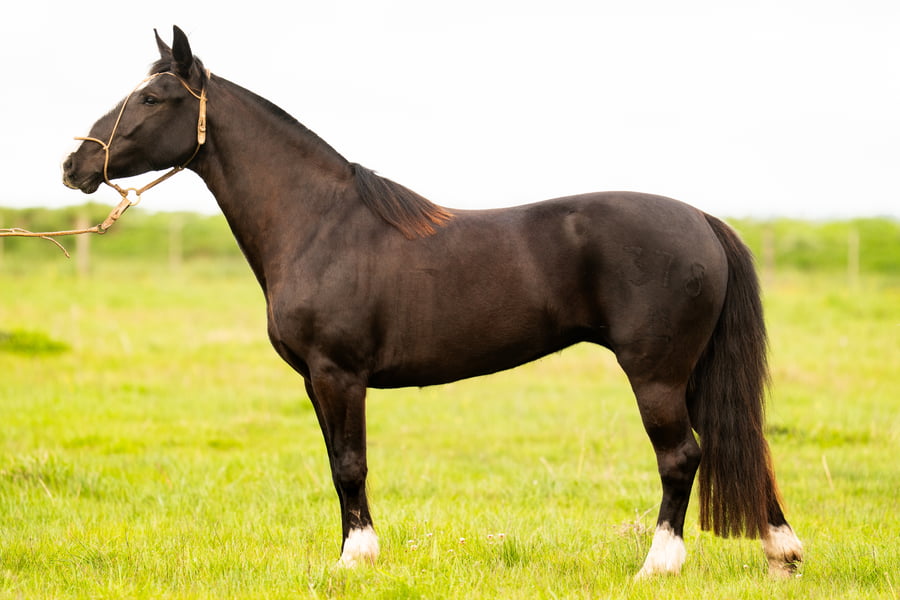 Lote COFUN CO TARANTELA