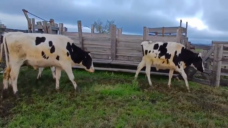 Lote (Vendido)3 Novillos Holando a remate en #45 Pantalla Carmelo  380kg -  en Piedra Chata