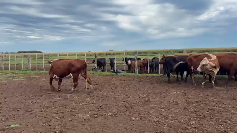 Lote 59 Vacas CUT preñadas en Buenos Aires, Florentino Ameghino