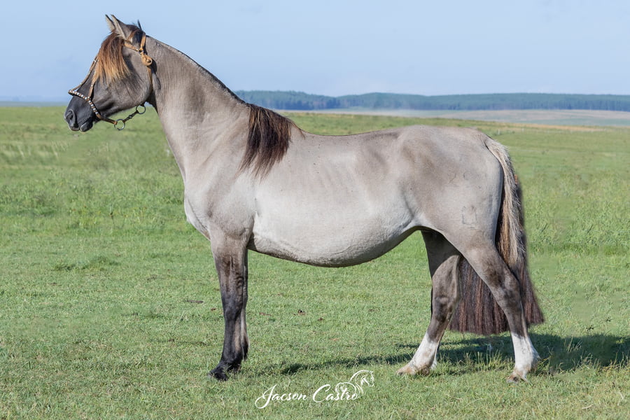 Lote Salerosa Belisa