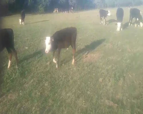 Lote Terneros/as en Palacios, Santa Fe