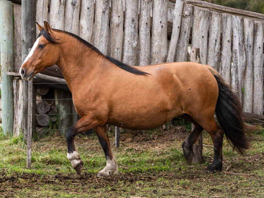 Lote Yanca Fortuna