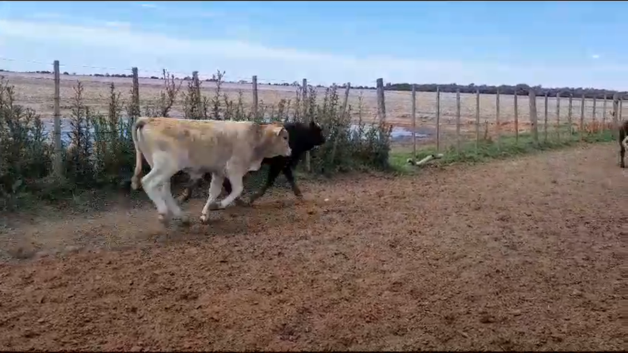 Lote 30 Novillitos y vaquillonas Brangus, Braford y sus cruzas en Las Varillas, Córdoba