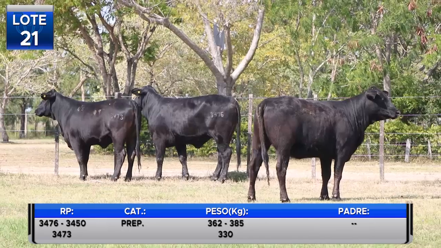 Lote VAQUILLAS BRANGUS PREÑADAS  -LOTE 21